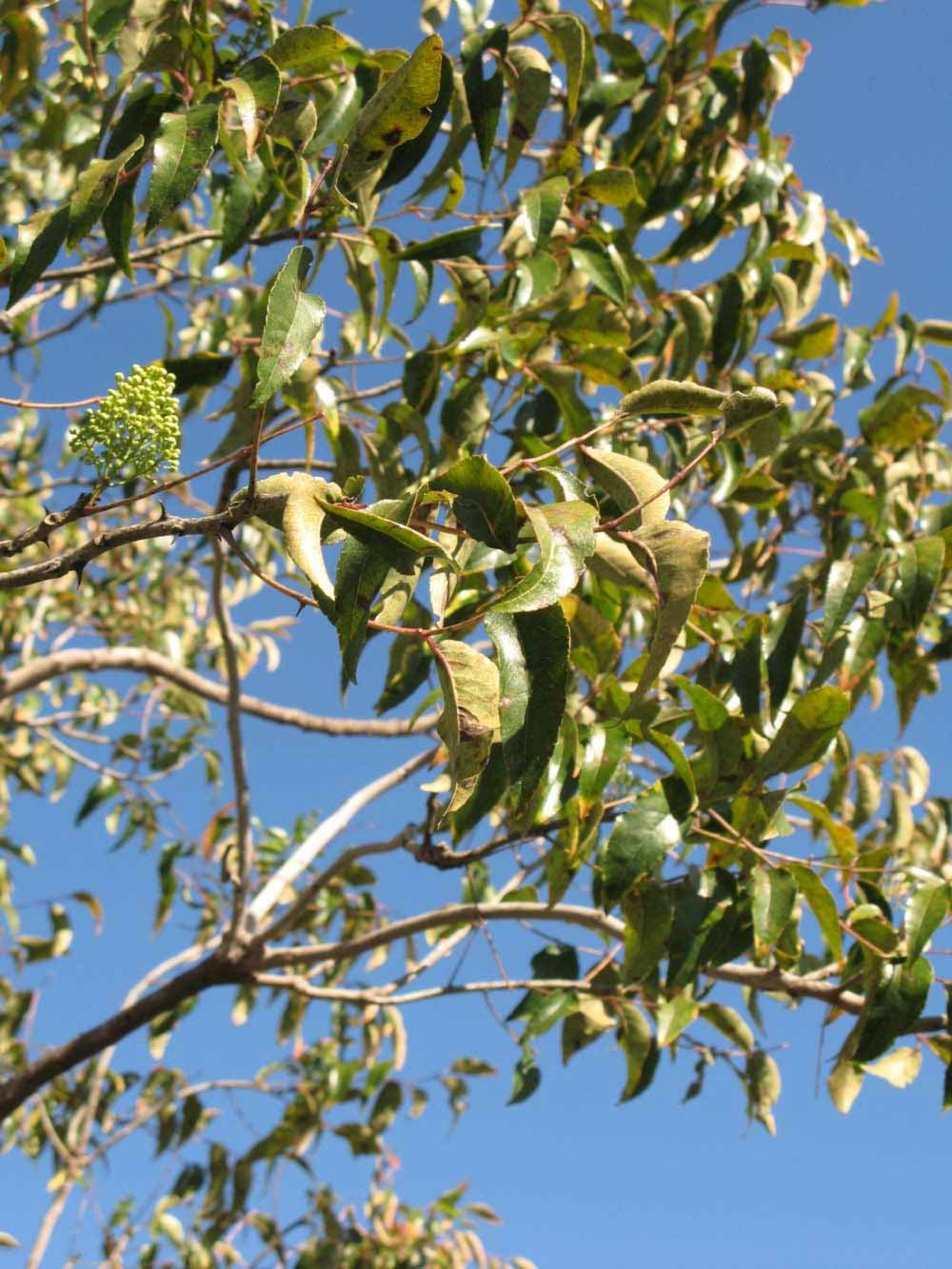            Sun leaves (Winter Haven, FL)   